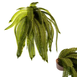 "3D model of Falling Fern in a vase, perfect for shelf decoration. Created with Blender 3D software and featuring dreadlock breed hair inspired by E. T. A. Hoffmann. Procedural and detailed with 8k resolution, ideal for houseplant enthusiasts."