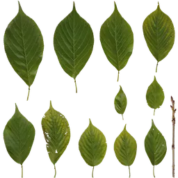 Prunus x yedoensis Leaf