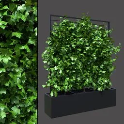 Ivy Privacy Planter