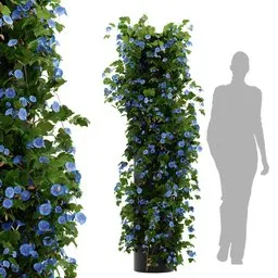 flower ivy column plant