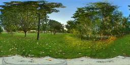 Sunset, woods, meadow