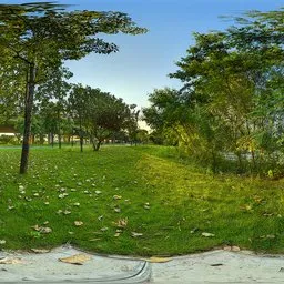 Sunset, woods, meadow