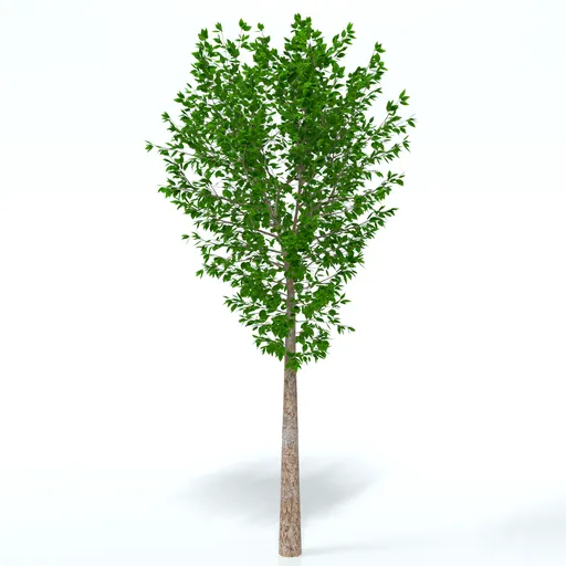 Street Tree | Trees models | Blendkit