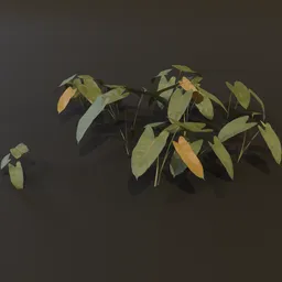 Ground Cover Broad Leaves GN