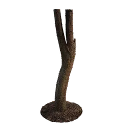 Chamaecyparis pisifera Trunk