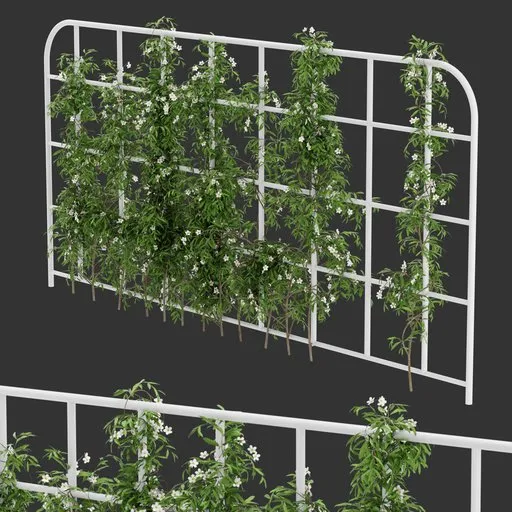Grid Ivy Flowering Plant