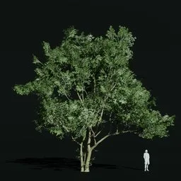 Hornbeam Large