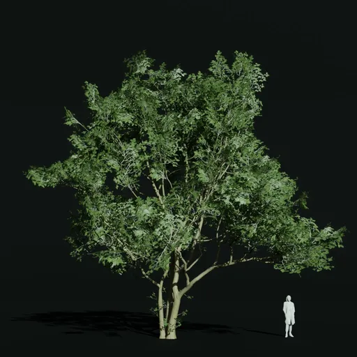 Hornbeam Large