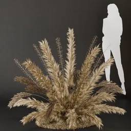 SJ- Pampas Golden Sunset Bush