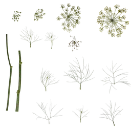 Foeniculum vulgare Atlas