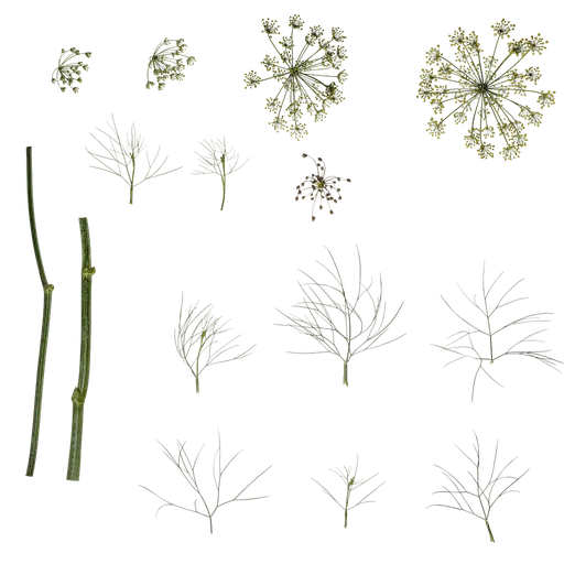 Foeniculum vulgare Atlas