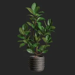 Ficus Plant