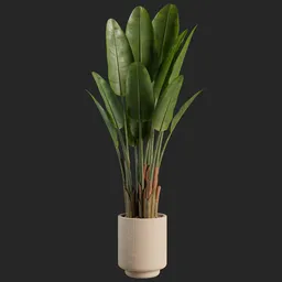 Plant