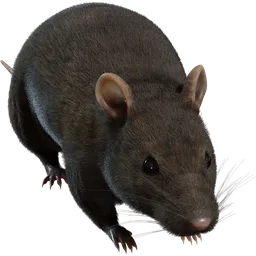 Street Rat