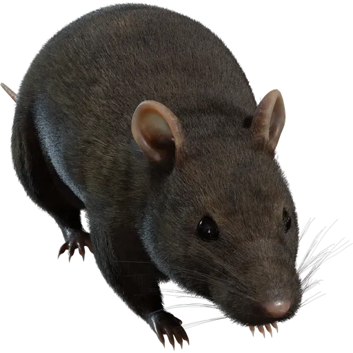 Street Rat