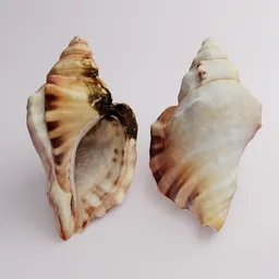 Seashell (scan)