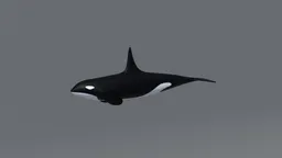 Detailed low poly orca 3D model suitable for Blender, optimized for CG visualization and renderings.