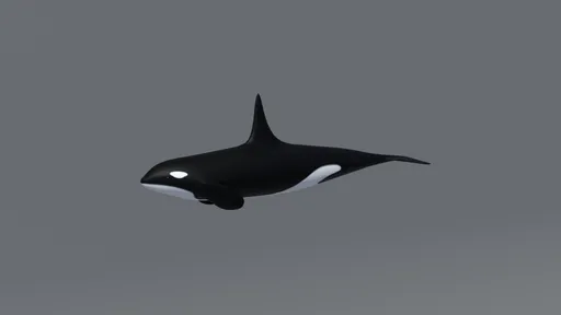 Detailed low poly orca 3D model suitable for Blender, optimized for CG visualization and renderings.