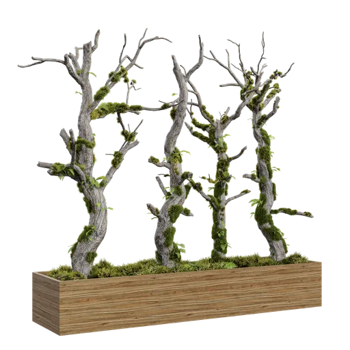 Indoor plants tree05