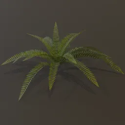 Wild Fern Small Var
