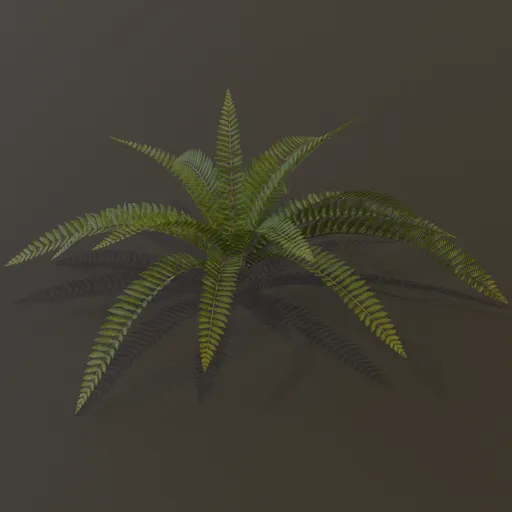 Wild Fern Small Var