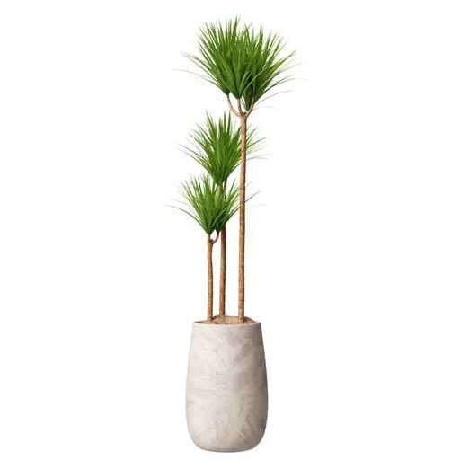 Yucca Elephantipes Gigantea Vase