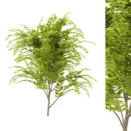simple bush plant