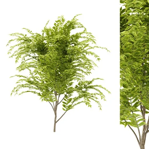 simple bush plant
