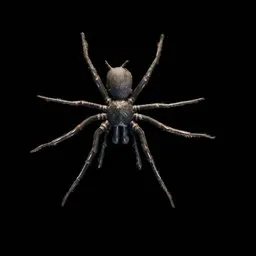 Real Spider
