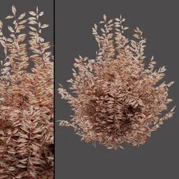 Red Leaf Bush