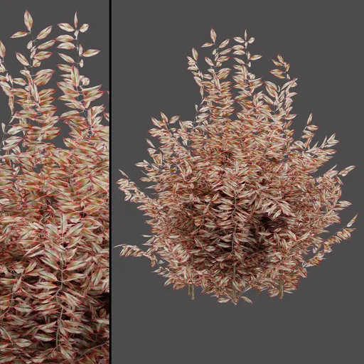 Red Leaf Bush