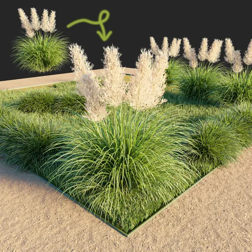 Pampas Grass