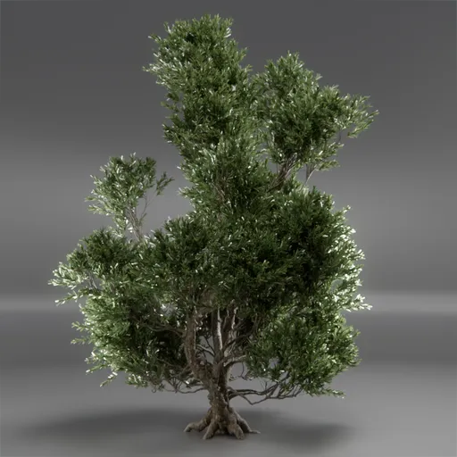 Tree Mugo Pine Animated