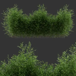 Multiple Simple Bush Plant