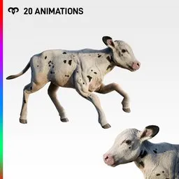 Calf + Animations