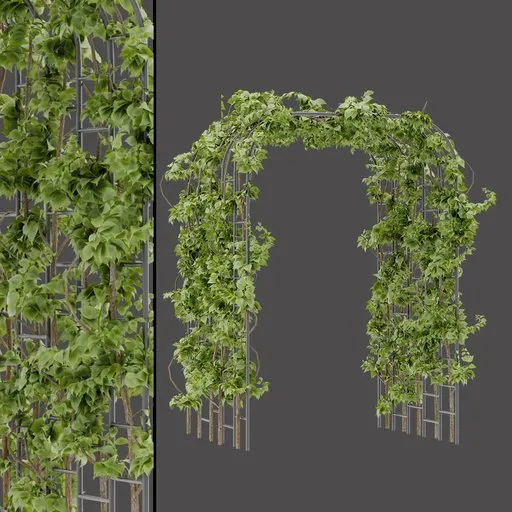 Green Vine Arch