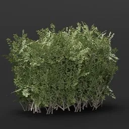 Detailed Boxwood Hedge 3D model for Blender, ideal for virtual landscaping and architectural visualization.