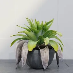 Bromeliad Plant in Pot