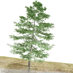 Green Douglas Fir 3D model with detailed textures for use in Blender and other 3D projects.
