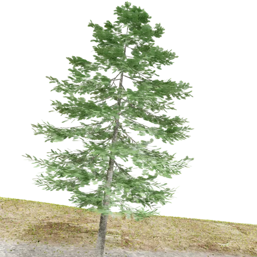 Green Douglas Fir 3D model with detailed textures for use in Blender and other 3D projects.