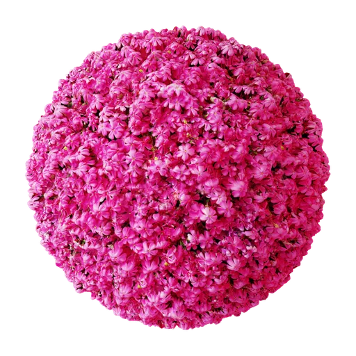 Flowers Pink