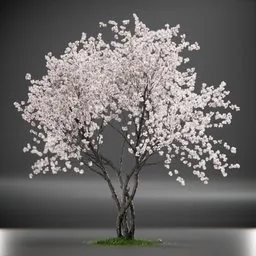 Tree Amelanchier Animated