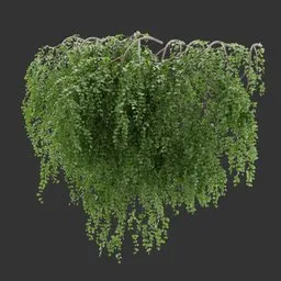 Wall Hanging Plant