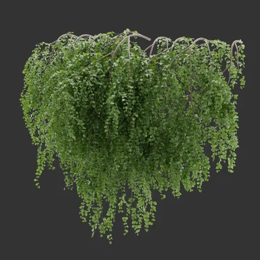 Wall Hanging Plant