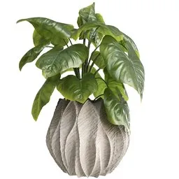 Colocasia