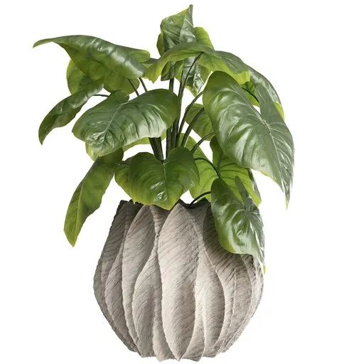 Colocasia