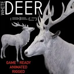 White Deer