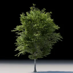 Highly detailed Acer Griseum 3D model with lush foliage suitable for Blender rendering and animation.