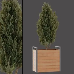 Potted Evergreen Shrub