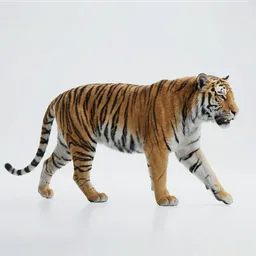 Tiger Rigged Animated Groomed
